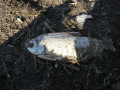 Prochilodus lineatus