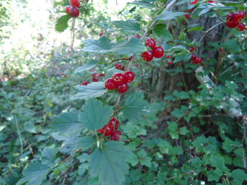 Kalninis serbentas nuotrauka