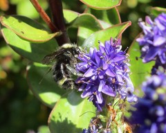 Bombus caliginosus