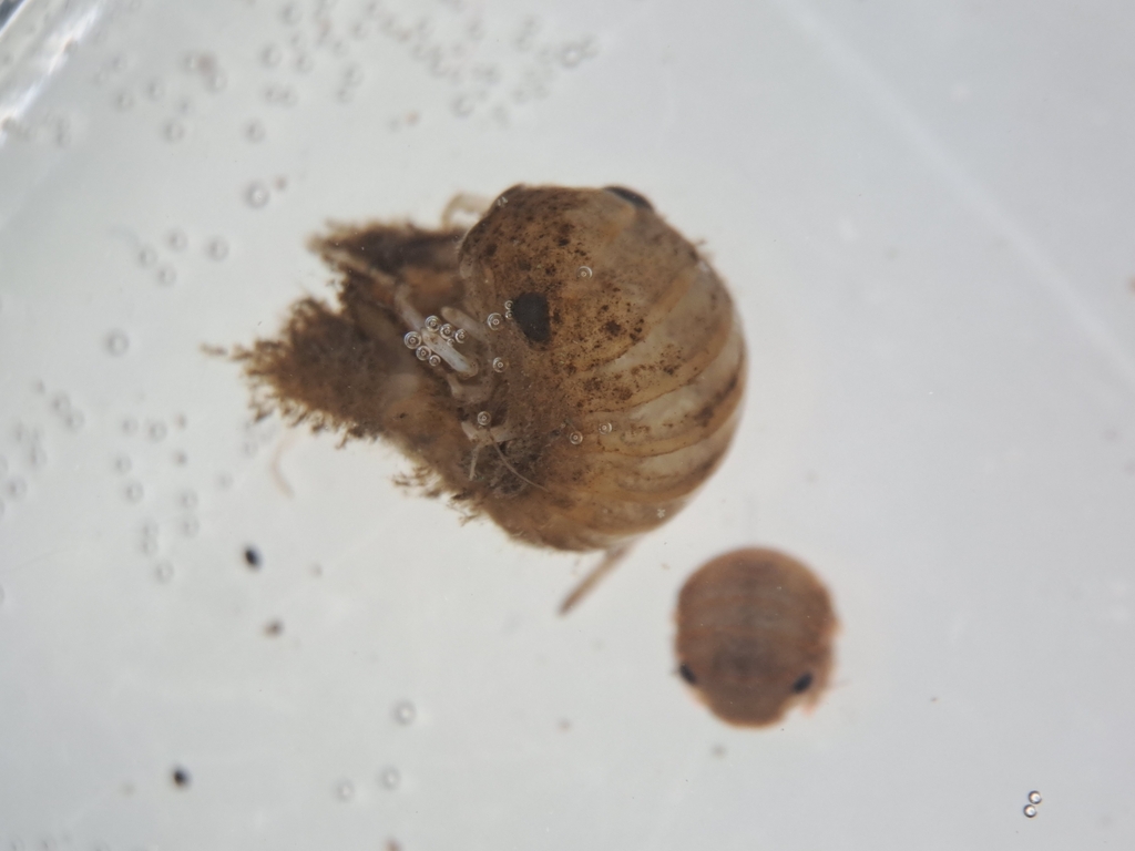 Cymodoce truncata