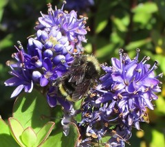 Bombus caliginosus