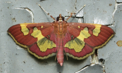 Colomychus talis