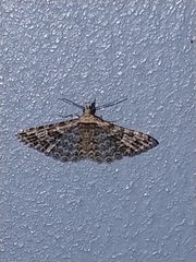 Alucita montana