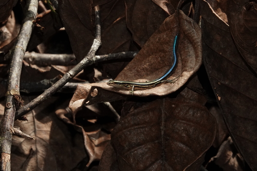 Emoia caeruleocauda observed 2024-12-20