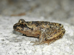 Ascaphus montanus