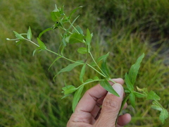 Epilobium glaberrimum