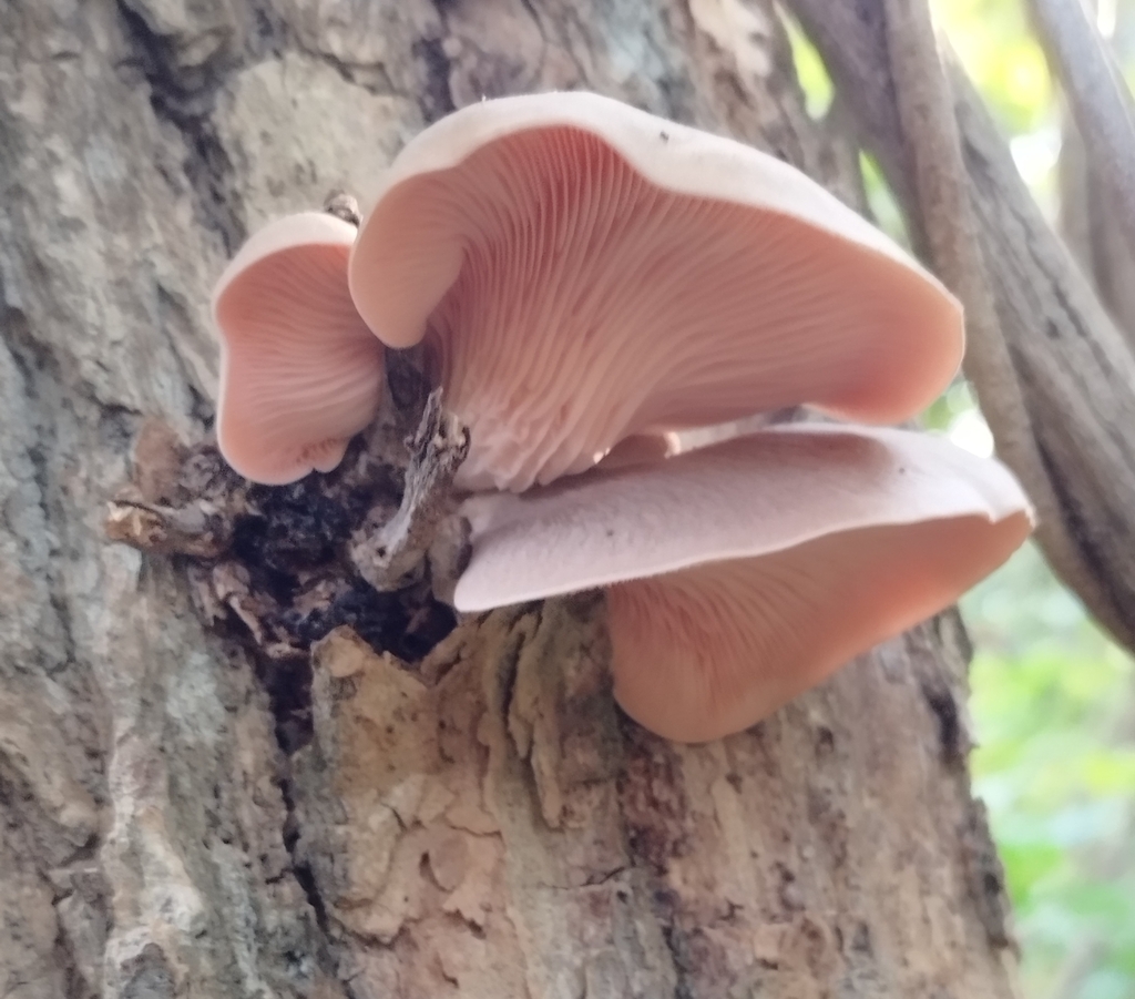 Pleurotus djamor · October 2024 · photo: © seba_fornes (iNaturalist, cc-by)