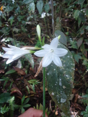 Urceolina subedentata