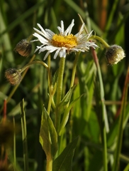 Erigeron coulteri
