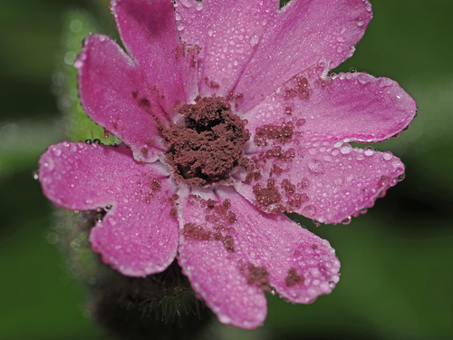 Microbotryum silenes-dioicae T.Giraud, Denchev & M.E.Hood