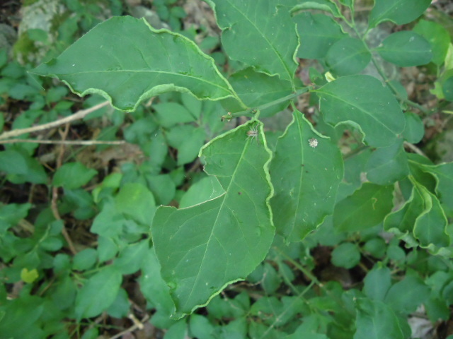 Stenacis euonymi