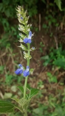 Salvia xalapensis