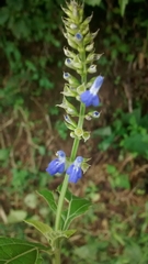 Salvia xalapensis