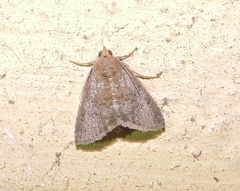 Amyna axis
