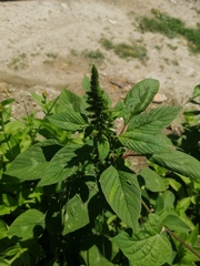 Amaranthus dubius