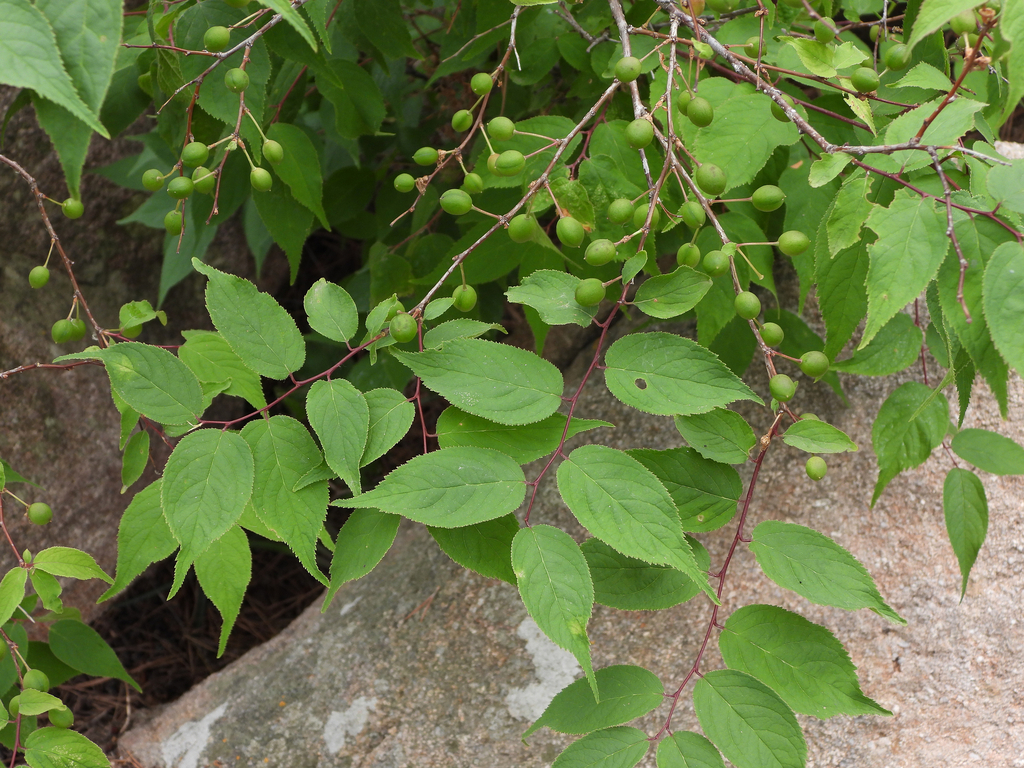 Prunus japonica — a medium houseplant