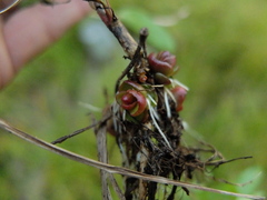 Epilobium glaberrimum