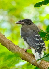 Urocissa erythroryncha