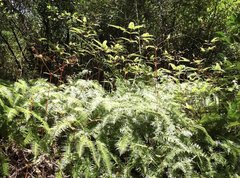 Dicranopteris pedata