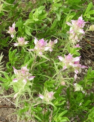 Orthocarpus cuspidatus