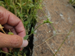 Cerastium holosteoides