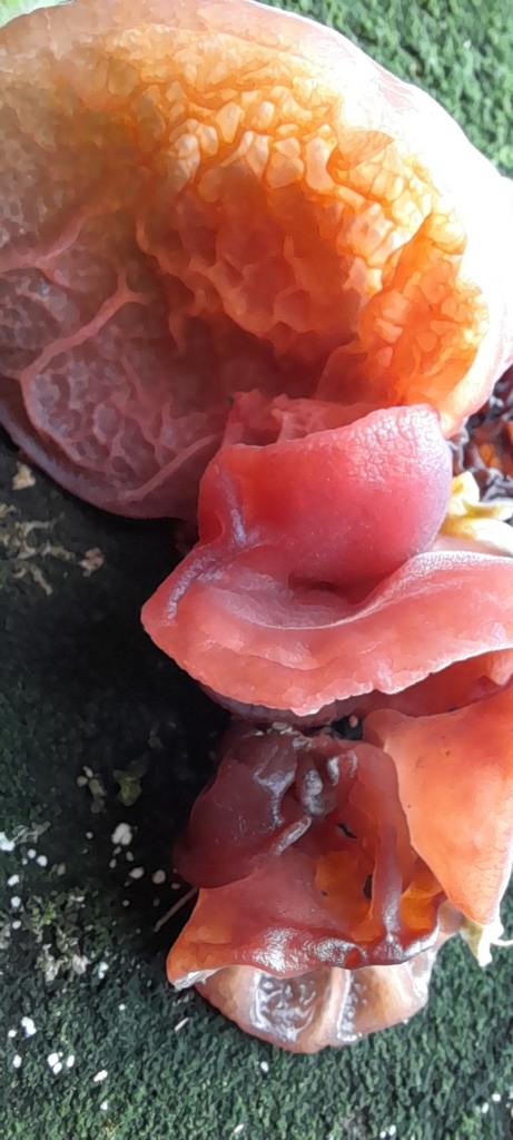 Auricularia fuscosuccinea · December 2024 · photo: © rafaperazzolo (iNaturalist, cc-by)