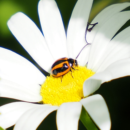 Striped Ladybird photo 4