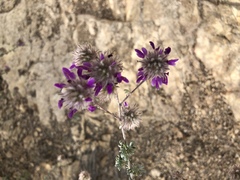 Dalea pulchra