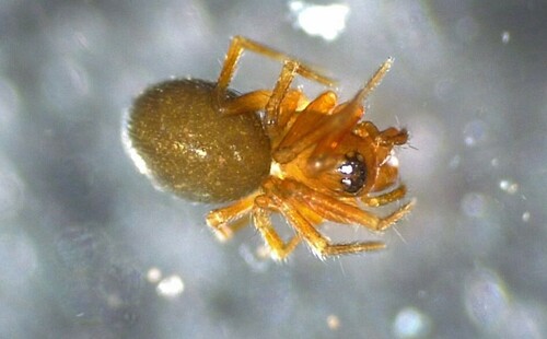 Autumn Money Spider photo 3