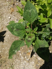 Amaranthus dubius