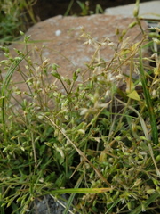 Cerastium holosteoides