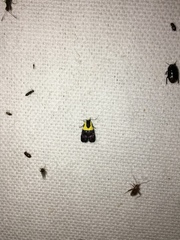 Rectiostoma xanthobasis