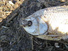 Prochilodus lineatus