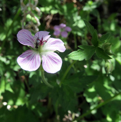 Geranium californicum