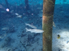 Hornlip Mullet photo 2