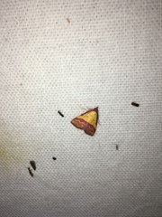 Phytometra rhodarialis