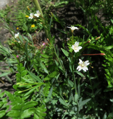 Epilobium glaberrimum glaberrimum