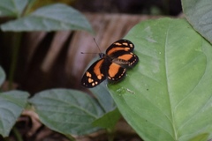 Castilia