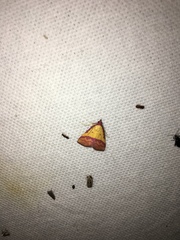 Phytometra rhodarialis