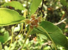 Strophanthus divaricatus