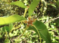 Strophanthus divaricatus