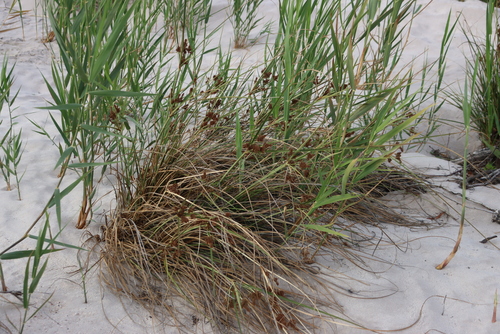 Image of Cyperus thunbergii by (c) Tony Rebelo, some rights reserved (CC BY-SA)