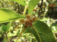 Strophanthus divaricatus