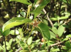 Strophanthus divaricatus