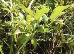 Strophanthus divaricatus