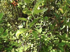 Strophanthus divaricatus