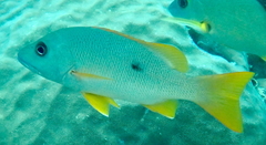 Lutjanus monostigma