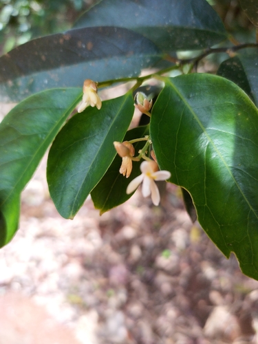 Xanthophyllum octandrum observed 2024-12-20