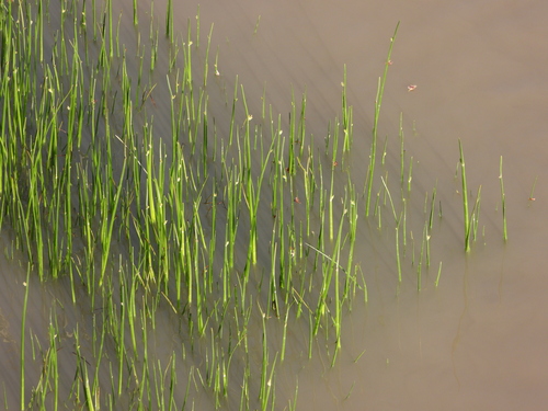 Eleocharis attenuata iNat (2)