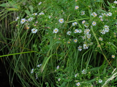 Symphyotrichum bracteolatum
